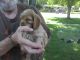 Cockapoo Puppies for sale in Swartz Creek, MI, USA. price: NA