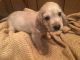 Cockapoo Puppies for sale in Lake Elsinore, CA, USA. price: NA
