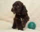 Cockapoo Puppies for sale in Springfield, MA, USA. price: $1,200