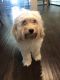 Cockapoo Puppies for sale in Middletown, DE, USA. price: NA