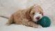 Cockapoo Puppies for sale in Springfield, MA, USA. price: $1,000