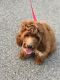 Cockapoo Puppies for sale in The Bronx, NY, USA. price: NA