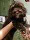 Cockapoo Puppies for sale in Springfield, MA, USA. price: NA