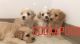 Cockapoo Puppies for sale in Fresno, CA, USA. price: NA