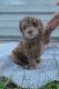 Cockapoo Puppies for sale in Bedford, IA 50833, USA. price: NA