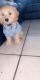 Cockapoo Puppies for sale in Tampa, FL, USA. price: NA