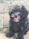 Cockapoo Puppies for sale in Blanco, TX 78606, USA. price: NA