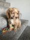 Cockapoo Puppies for sale in St. George, UT, USA. price: NA