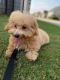 Cockapoo Puppies for sale in Cary, NC, USA. price: NA