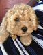 Cockapoo Puppies for sale in West Palm Beach, FL, USA. price: NA