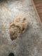 Cockapoo Puppies for sale in Selkirk, NY 12158, USA. price: NA