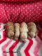Cockapoo Puppies for sale in 101 Main St, Karlstad, MN 56732, USA. price: $1,200