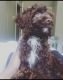 Cockapoo Puppies for sale in Silver Spring, MD, USA. price: NA