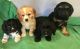 Cockapoo Puppies for sale in Culpeper, VA 22701, USA. price: $700