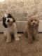 Cockapoo Puppies for sale in 12108 Woodside Falls Rd, Pineville, NC 28134, USA. price: NA