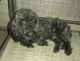 Cockapoo Puppies for sale in Clarksville, TN 37040, USA. price: $400