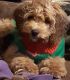 Cockapoo Puppies for sale in Chambersburg, PA, USA. price: NA