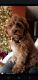Cockapoo Puppies for sale in Effingham, IL 62401, USA. price: NA