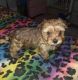 Cockapoo Puppies for sale in Clarksville, TN, USA. price: $1,000