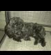Cockapoo Puppies for sale in Clarksville, TN, USA. price: $300