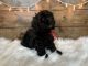 Cockapoo Puppies for sale in Spartanburg, SC, USA. price: NA