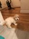 Cockapoo Puppies for sale in Eastchester, NY, USA. price: NA