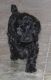 Cockapoo Puppies for sale in Edwardsburg, MI 49112, USA. price: NA
