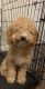 Cockapoo Puppies for sale in 7619 Boulevard E, North Bergen, NJ 07047, USA. price: NA