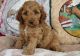 Cockapoo Puppies for sale in Lansing, MI, USA. price: NA
