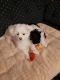 Cockapoo Puppies for sale in Silverton, OR 97381, USA. price: $1,200