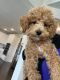 Cockapoo Puppies for sale in Nolensville, TN 37135, USA. price: $3,000