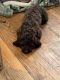 Cockapoo Puppies for sale in Portland, OR, USA. price: NA