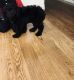 Cockapoo Puppies for sale in 630 Jeffco Blvd, Arnold, MO 63010, USA. price: NA
