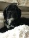 Cockapoo Puppies for sale in Burleson, TX, USA. price: NA