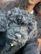 Cockapoo Puppies for sale in Charlotte, NC, USA. price: NA