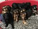 Cockapoo Puppies for sale in Texarkana, TX, USA. price: NA