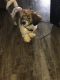 Cockapoo Puppies for sale in Greece, NY 14616, USA. price: $2,000