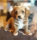 Cockapoo Puppies for sale in Denver, CO, USA. price: NA