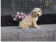 Cockapoo Puppies for sale in Pittsburgh, PA, USA. price: NA