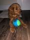 Cockapoo Puppies for sale in Albany, NY, USA. price: NA