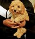 Cockapoo Puppies for sale in Tobyhanna, PA 18466, USA. price: NA