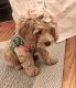 Cockapoo Puppies for sale in Lucedale, MS 39452, USA. price: $3,000