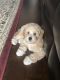Cockapoo Puppies for sale in Sugar Land, TX 77498, USA. price: NA
