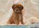 Cockapoo Puppies for sale in Los Angeles, CA 90019, USA. price: NA