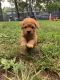 Cockapoo Puppies for sale in Lanham, MD 20706, USA. price: NA