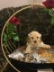 Cockapoo Puppies for sale in San Bernardino, CA, USA. price: $3,300