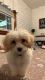 Cockapoo Puppies for sale in Covington, KY 41018, USA. price: $250