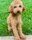Cockapoo Puppies for sale in Columbia, MD, USA. price: NA
