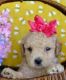 Cockapoo Puppies for sale in Matawan, NJ 07747, USA. price: $1,000