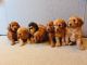 Cockapoo Puppies for sale in San Antonio, TX, USA. price: $1,200